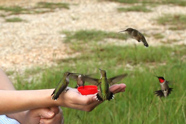 [Image: hummingbird-feeder.jpg]